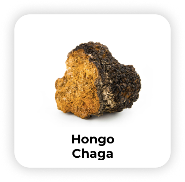 hongo-chaga